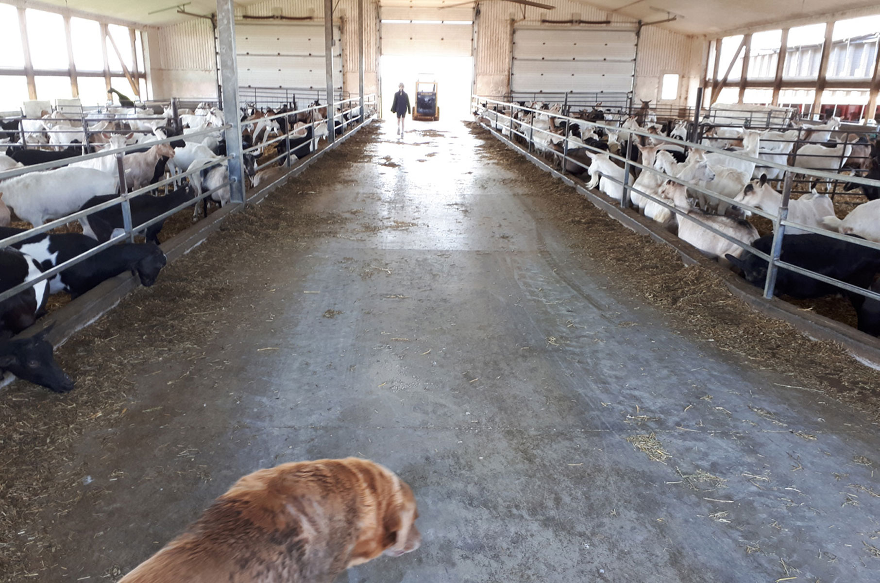 Concrete laser screeding